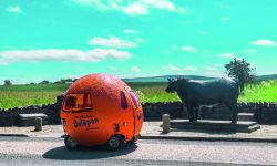 Mini Outspan Orange